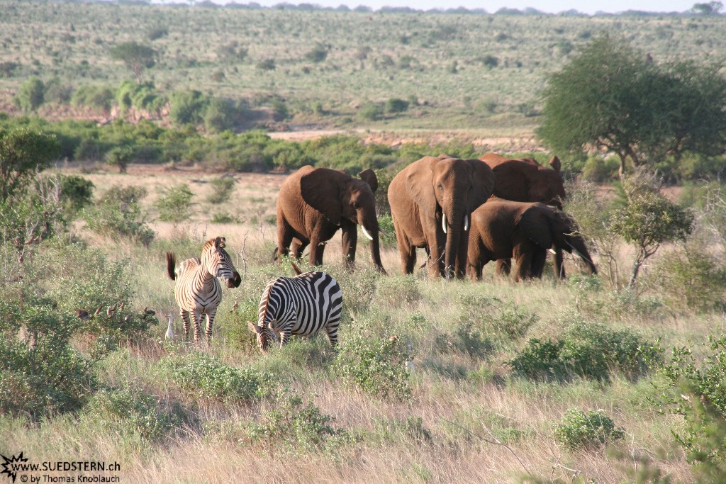 IMG 7565-Kenya, zebras and elephants at Tsavo East